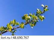 A close-up view of a blossoming currant bush in springtime. Ribes aureum. Стоковое фото, фотограф EugeneSergeev / Фотобанк Лори