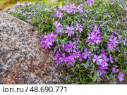 Phlox subulata. Purple wildflowers flourishing amidst green foliage. Стоковое фото, фотограф EugeneSergeev / Фотобанк Лори