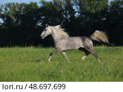 Dapple grey andalusian horse runs in summer green meadow background. Серый в яблоках конь андалузской породы бежит рысью на фоне летнего зеленого луга вечером. Стоковое фото, фотограф Михаил Кондрашов / Фотобанк Лори
