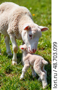 Ewe nuzzling newborn lamb in grassy pasture, motherly bond. Стоковое AI-изображение, AI-художник Ольга Невская / Фотобанк Лори