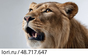 Majestic Lion Roaring in Profile With a Dramatic Light Setting. Стоковое AI-изображение, AI-художник Юлия Гапеенко / Фотобанк Лори