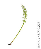 Young horsetail (Equisetum) sprig Isolated on white background, cutout ready. Стоковое фото, фотограф Елена  Попкова / Фотобанк Лори