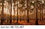 forest australia eucalyptus trees ai generated. Стоковое AI-изображение, AI-художник Vectorwin / Фотобанк Лори