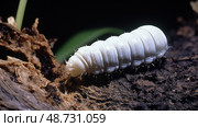 larvae white grubs ai generated. Стоковое AI-изображение, AI-художник Vectorwin / Фотобанк Лори