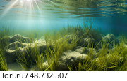 seaweed underwater plants ai generated. Стоковое AI-изображение, AI-художник Vectorwin / Фотобанк Лори