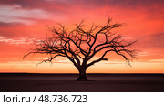 sunsilhouette desert tree ai generated. Стоковое AI-изображение, AI-художник Vectorwin / Фотобанк Лори