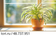 vibrant spider plants ai generated. Стоковое AI-изображение, AI-художник Vectorwin / Фотобанк Лори