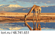 A tall giraffe lowers its neck to sip water from a still pond, surrounded by a landscape of mountains and soft clouds at dusk. Стоковое AI-изображение, AI-художник Данила Большаков / Фотобанк Лори
