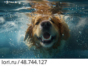 A happy golden retriever dives underwater, playfully splashing while exploring the refreshing pool environment on a sunny day. Стоковое AI-изображение, AI-художник Данила Большаков / Фотобанк Лори