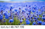 corn blue wild flowers ai generated. Стоковое AI-изображение, AI-художник Vectorwin / Фотобанк Лори