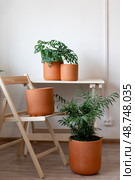Clay Terracotta Pots On Table With Plants. planters with flowers on the background of the home interior. Стоковое фото, фотограф Роготнева Виктория / Фотобанк Лори