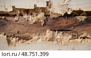 decay house termite damage ai generated. Стоковое AI-изображение, AI-художник Vectorwin / Фотобанк Лори