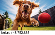 fetch red rubber ball ai generated. Стоковое AI-изображение, AI-художник Vectorwin / Фотобанк Лори
