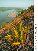 Dryopteris fragrans - Щитовник пахучий.    Лето, река Колыма,  растительность на горном склоне . Восточная Сибирь, Магаданская область. Стоковое фото, фотограф Павел Просянов / Фотобанк Лори