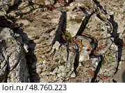 Сочи. Каменистая порода в районе Агурских водопадов (2019 год). Редакционное фото, фотограф Илюхина Наталья / Фотобанк Лори