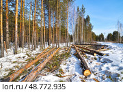 Стволы поваленных деревьев под снегом. Тюменская область. Стоковое фото, фотограф Александр Тараканов / Фотобанк Лори
