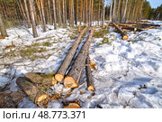 Спиленные деревья в лесу. Тюменская область. Стоковое фото, фотограф Александр Тараканов / Фотобанк Лори