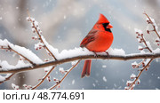 bird red cardinal in snow ai generated. Стоковое AI-изображение, AI-художник Vectorwin / Фотобанк Лори