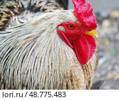 Портрет большого красивого петуха. Portrait of a big beautiful rooster. Стоковое фото, фотограф Татьяна Д / Фотобанк Лори