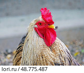 Портрет большого красивого петуха. Portrait of a big beautiful rooster. Стоковое фото, фотограф Татьяна Д / Фотобанк Лори