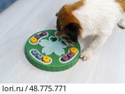 Smart dog is looking for delicious dried treats in intellectual game and eating them, close up. Intellectual game for dogs. and training of nose work with pet. brain game training for dogs. Стоковое фото, фотограф Луиза Налимова / Фотобанк Лори