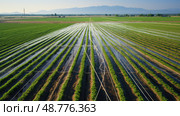 field drip irrigation agriculture ai generated. Стоковое AI-изображение, AI-художник Vectorwin / Фотобанк Лори