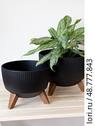 Two black planters with a plant on the table. wood table. Стоковое фото, фотограф Роготнева Виктория / Фотобанк Лори