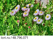 Маргаритка однолетняя (Веllis annua) самосевная среди не скошенной травы на даче. Стоковое фото, фотограф Владимир Литвинов / Фотобанк Лори