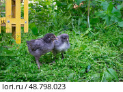 Цыплята   породы Silverudd Blue (сильверуддская голубая) Стоковое фото, фотограф Лариса Веселова / Фотобанк Лори