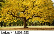 autumn osage orange tree ai generated. Стоковое AI-изображение, AI-художник Vectorwin / Фотобанк Лори
