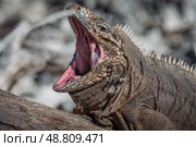 Iguana on island in the Caribbean sea... Стоковое фото, фотограф Андрей Армягов / Фотобанк Лори