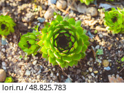 Сочные, яркие уличные суккуленты Молодило кровельное (лат. Sempervivum tectorum) в саду. Растения в саду. Малая глубина резкости. Стоковое фото, фотограф Андрей Пустякин / Фотобанк Лори
