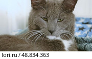 Big gray lazy cat lies, yawns and meows. Close-up of a cat's head and muzzle. Feline saying meow, posing, stretching. Sleepy kitty. Funny domestic animals humor. Happy pets. Lovely Resting Pose. Стоковое видео, видеограф Марина Демидюк / Фотобанк Лори