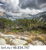 Сосновый стланик (Pinus mugo) недалеко от Муратова озера. Осень в горах Пирин в Банско, Болгария. (2023 год). Стоковое фото, фотограф Анна Ефимова / Фотобанк Лори