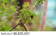 Bumblebee pollinates flowers of currant. Стоковое фото, фотограф Елизавета Малкова / Фотобанк Лори