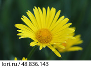 Дороникум (лат. Doronicum) крупным планом. Стоковое фото, фотограф хохрякова альбина накиповна / Фотобанк Лори