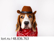A beagle dog is dressed in a cowboy hat and a red bandana. Стоковое фото, фотограф Виктория Тельминова / Фотобанк Лори