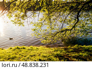 Sunny landscape with tree branches descending to the water. Стоковое фото, фотограф Константин Григорьев / Фотобанк Лори