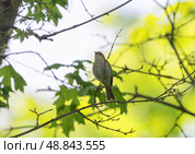 Willow warbler resting on a tree in the spring sunlight. Стоковое фото, фотограф Игорь Кляхин / Фотобанк Лори