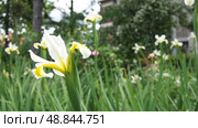 Iris orientalis is a species in the genus Iris, subgenus Limniris and in series Spuriae. It is rhizomatous perennial plant. Beautiful white iris with delicate petals. The yellow inside of the flower. Стоковое видео, видеограф Юлия Петровская / Фотобанк Лори