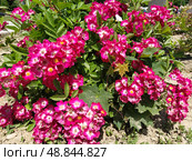 A rose is either a woody perennial flowering plant of genus Rosa. Bright pink, crimson and magenta double roses grow as a bush in park. Bush simple non-double small-flowered with many buds. Стоковое фото, фотограф Юлия Петровская / Фотобанк Лори