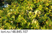 Lonicera japonica, Japanese honeysuckle and golden-and-silver honeysuckle, is a species of honeysuckle native to Asia. Ornamental plant used in traditional Chinese medicine. White yellow flowers. Стоковое видео, видеограф Юлия Петровская / Фотобанк Лори