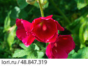 Цветок красной мальвы, штокроза, Alcea, просвирник, род двулетних и многолетних растений семейства мальвовых. Стоковое фото, фотограф Андрей Цыганков / Фотобанк Лори