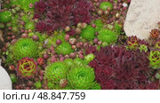 Houseleeks. Echeveria succulents in the stones. Sedum Cactus growing outdoors in a garden rockery backyard. Blooming Ornamental Sempervivum, Hen and Chicks plant with green, red purple petal tips. Стоковое видео, видеограф Марина Демидюк / Фотобанк Лори