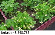 Strawberry blossom with green leaves against a soil background. Copy space for text. Close up shot of a strawberry bush with blooming flowers. One big white flower. Flowering garden healthy plants. Стоковое видео, видеограф Марина Демидюк / Фотобанк Лори