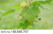 Currant and gooseberry leaf spot. Curling puckering sick blister leaves close-up. Small, dark yellow orange spots on the plant. Puckered blistered leaves distorted by aphids. Yellowish green foliage. Стоковое видео, видеограф Марина Демидюк / Фотобанк Лори