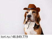 Beagle dog wearing cowboy hat poses for a fun portrait in a studio setting. Стоковое фото, фотограф Виктория Тельминова / Фотобанк Лори