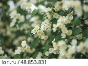 Close-up of white jasmine flowers in the garden. A flowering jasmine bush on a sunny summer day. T. Стоковое фото, фотограф Алина Лебедь / Фотобанк Лори