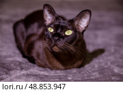 Dark-furred cat with striking yellow eyes sits on a textured surface, facing forward. Low lighting highlights the cat's glossy coat and alert expression, creating a curious atmosphere. Стоковое фото, фотограф Алина Лебедь / Фотобанк Лори