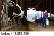 Farmers work in open cowshed at cow farm. Стоковое фото, фотограф Яков Филимонов / Фотобанк Лори